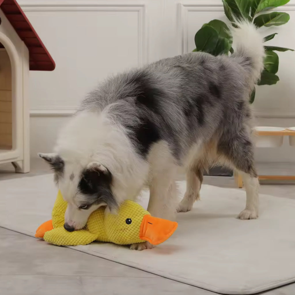 Peluche Cane Anatra